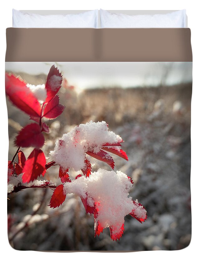 Red Duvet Cover featuring the photograph First Snow On Wild Rose Leaves by Karen Rispin