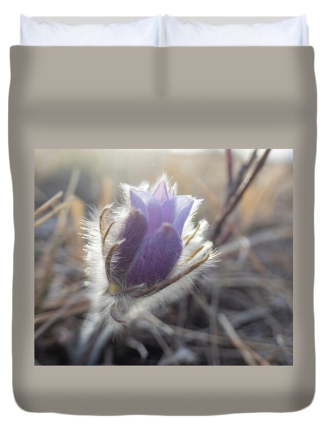Crocus Duvet Cover featuring the photograph First Spring Prairie Crocus Flower by Karen Rispin