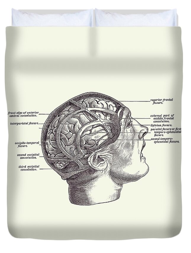 Brain Duvet Cover featuring the drawing Fissure Focused Brain Diagram - Vintage Anatomy 2 by Vintage Anatomy Prints