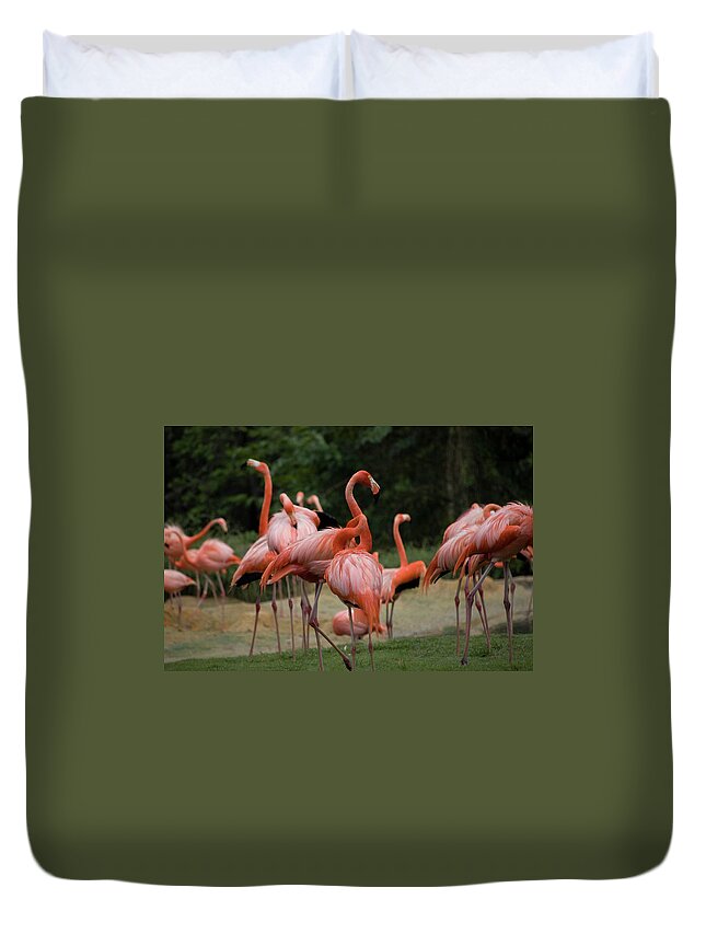 Flamingoes Duvet Cover featuring the photograph Flamingoes by Matthew Nelson