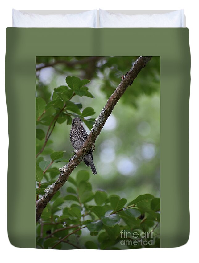 Names Of Birds Duvet Cover featuring the photograph Fledgling Blue Bird by Skip Willits