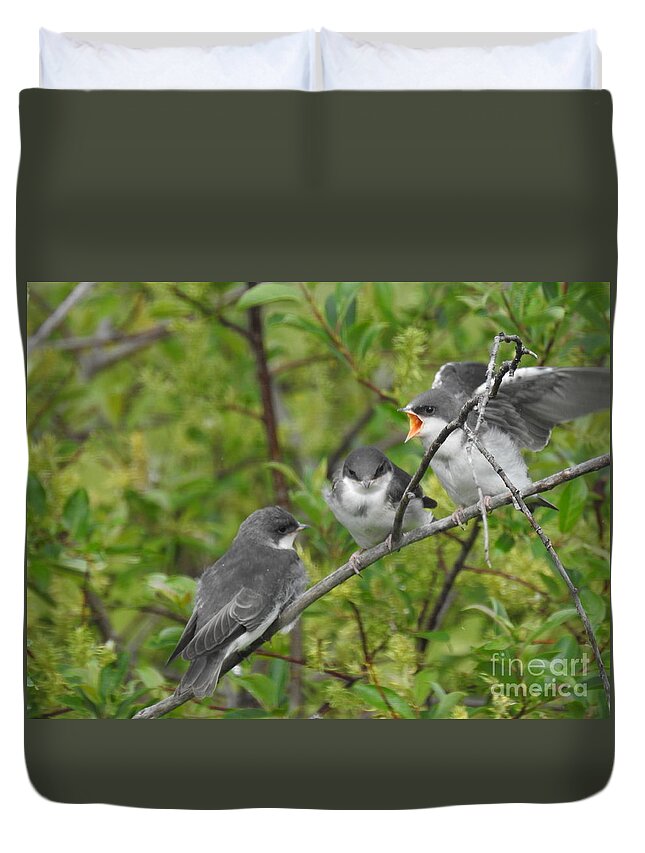 Tree Swallows Duvet Cover featuring the photograph Fledgling Tree Swallows by Nicola Finch