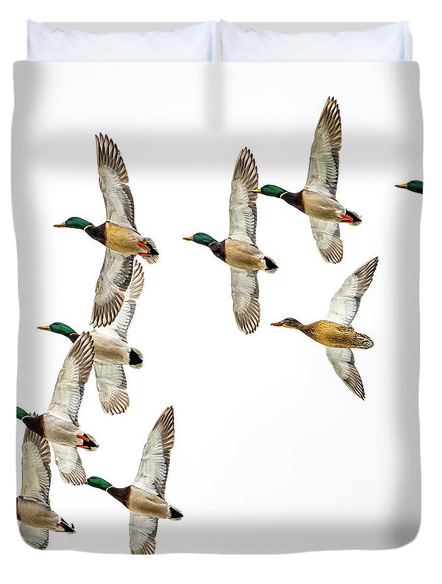 Wild Duvet Cover featuring the photograph Flock Of Mallards by Paul Freidlund