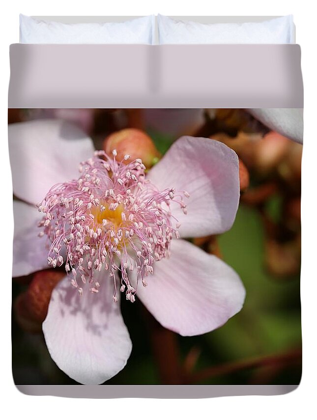 Lipstick Tree Duvet Cover featuring the photograph Flowers of Lipstick Tree by Mingming Jiang