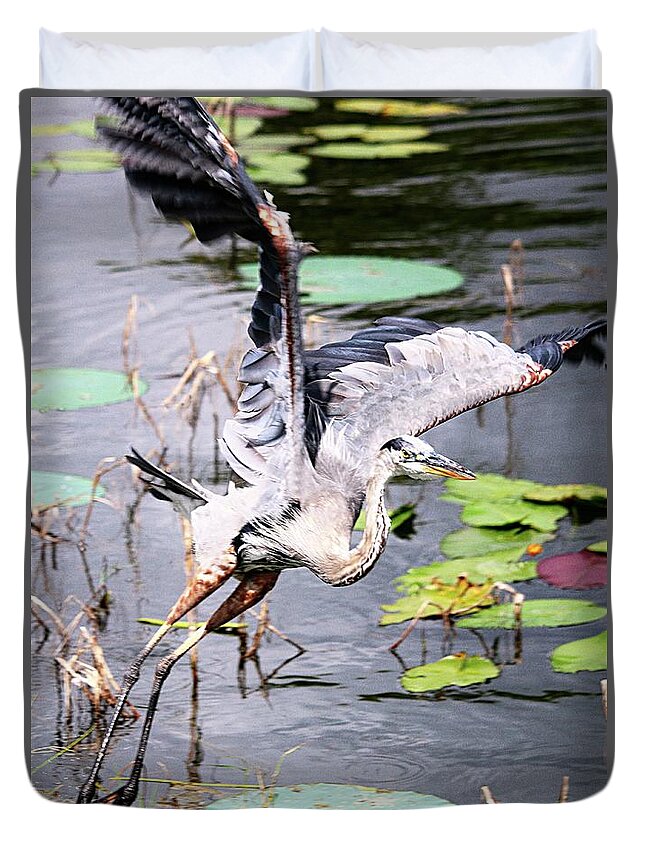 Flying Great Blue Heron Duvet Cover featuring the photograph Flying Great Blue Heron by Philip And Robbie Bracco