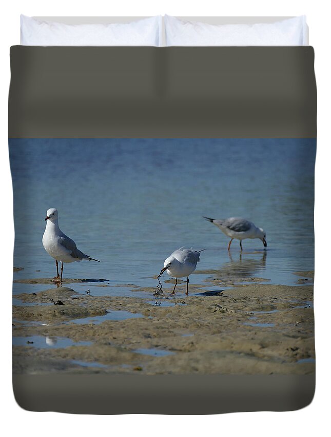 Birds Duvet Cover featuring the photograph Foraging Silver Gulls by Maryse Jansen