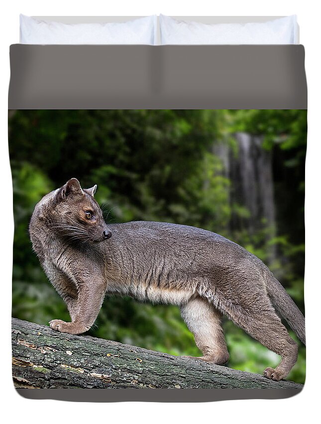 Fossa Duvet Cover featuring the photograph Fossa by Arterra Picture Library