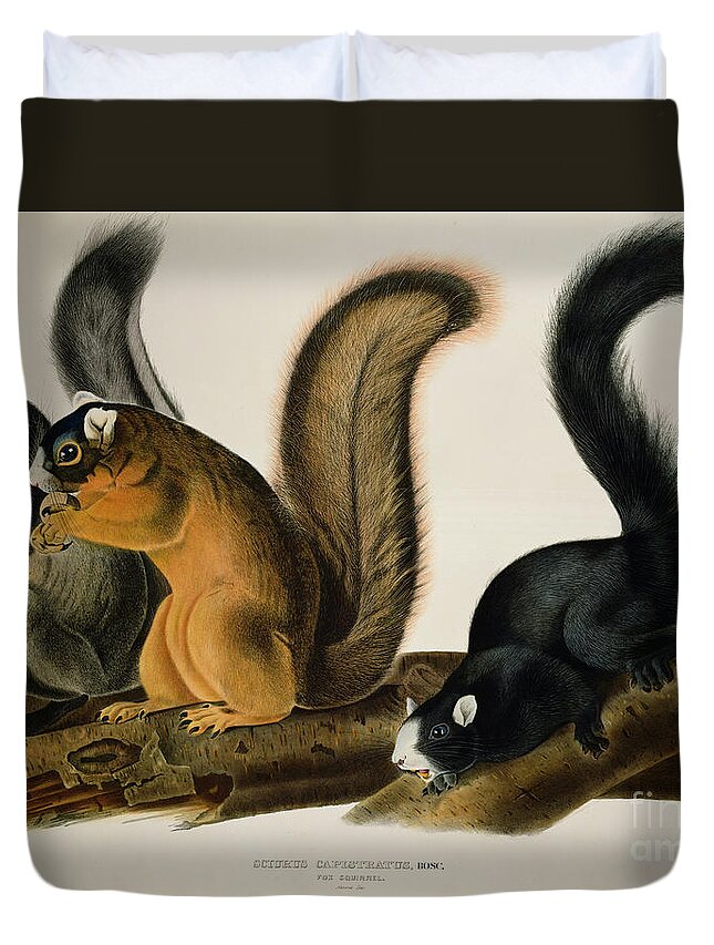 Fox Squirrel Duvet Cover featuring the drawing Fox Squirrel by John James Audubon