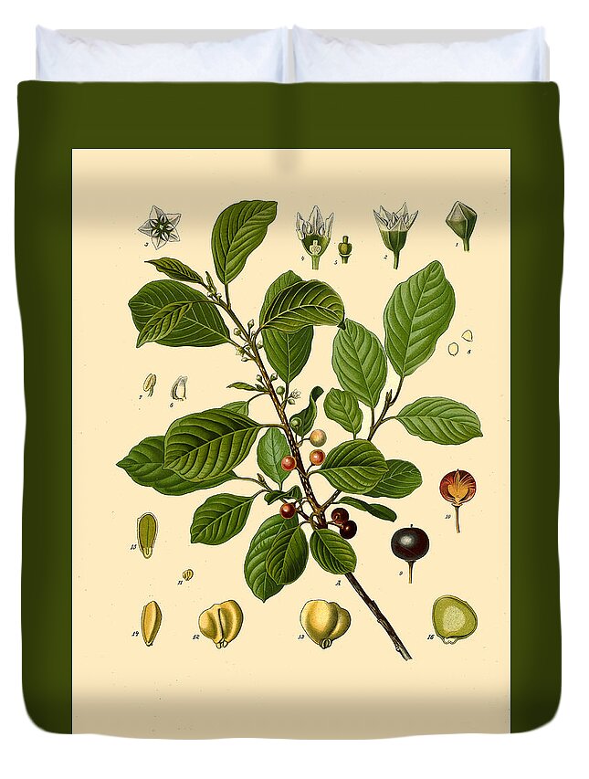 Walther Otto Mueller Duvet Cover featuring the drawing Frangula alnus by Walther Otto Mueller