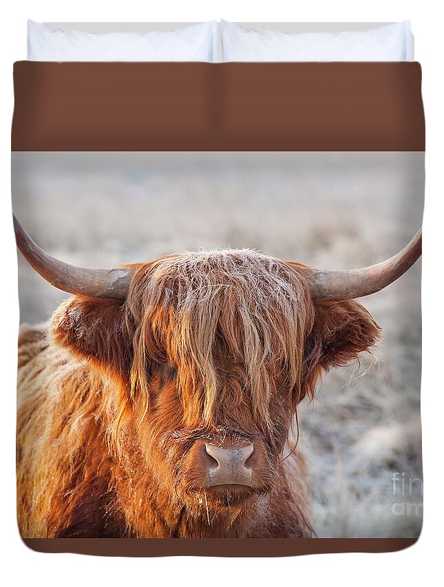 Highland Cow Duvet Cover featuring the photograph Frosty highland cow by Neale And Judith Clark