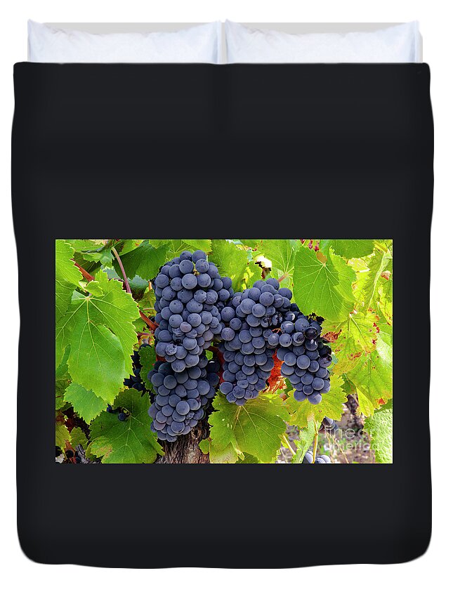 Saignon Duvet Cover featuring the photograph Fruit of the Vine Imagine the Wine by Bob Phillips