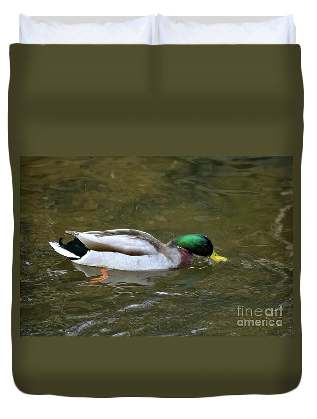 Mallard Duck Duvet Cover featuring the photograph Full colour of a male Mallard duck by Pics By Tony