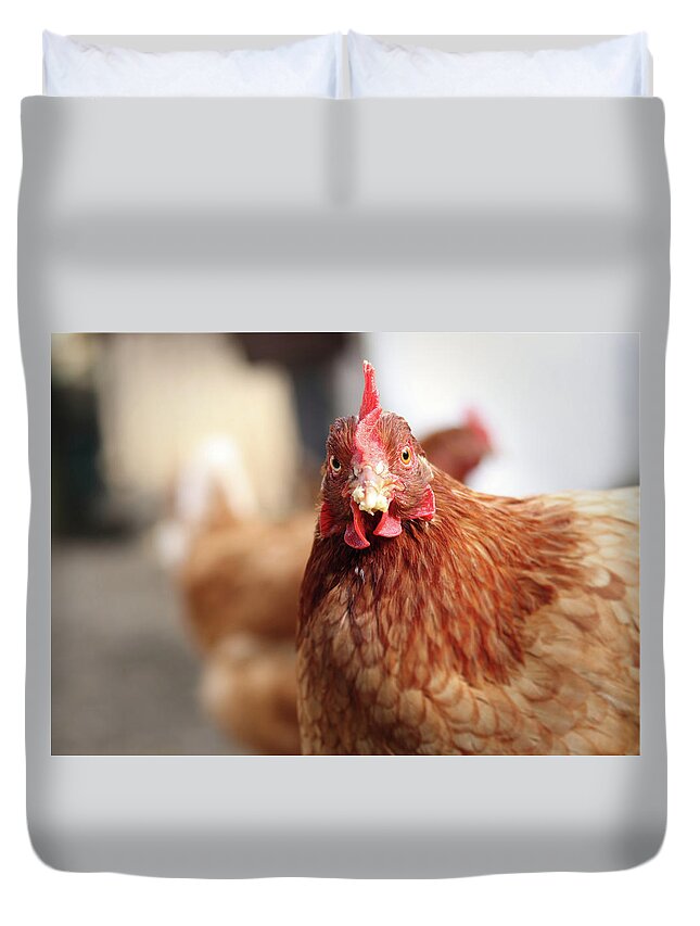 Salute Duvet Cover featuring the photograph Funny expression of domestic hen on the garden by Vaclav Sonnek
