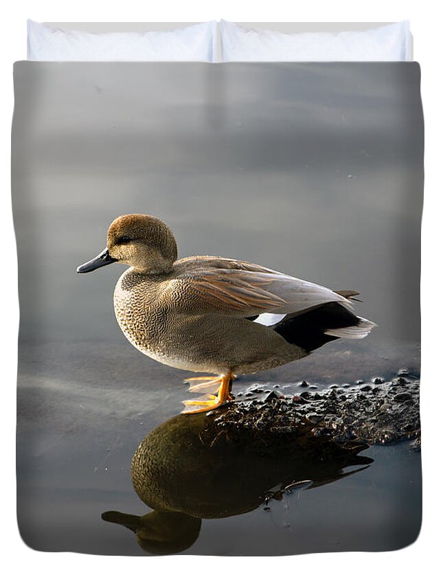 Gadwall Duck Duvet Cover featuring the photograph Gadwall Duck in the Morning by Sea Change Vibes