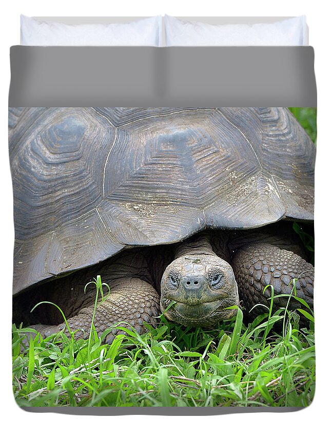 Republic Of Ecuador Duvet Cover featuring the photograph Galapagos giant tortoise, Santa Cruz Island, Galapagos Islands, Ecuador by Kevin Oke