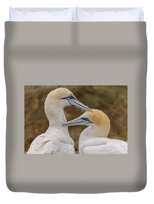 Gannet Duvet Cover featuring the photograph Gannets 4 by Werner Padarin