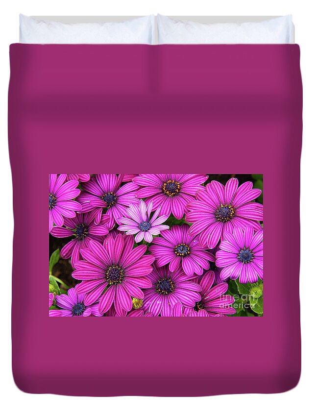 Purple Duvet Cover featuring the photograph Gazanias by Marilyn Cornwell