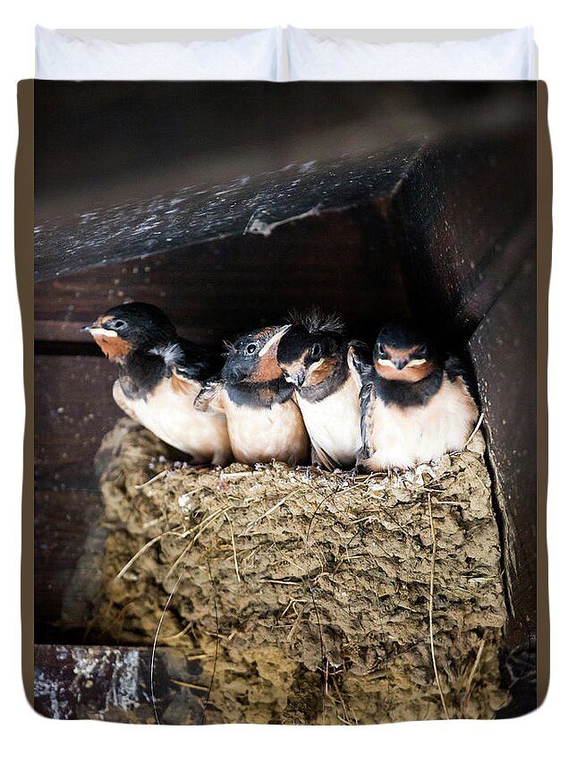 Agricultural Building Duvet Cover featuring the photograph Getting ready to fly - Swallow chicks by Anita Nicholson