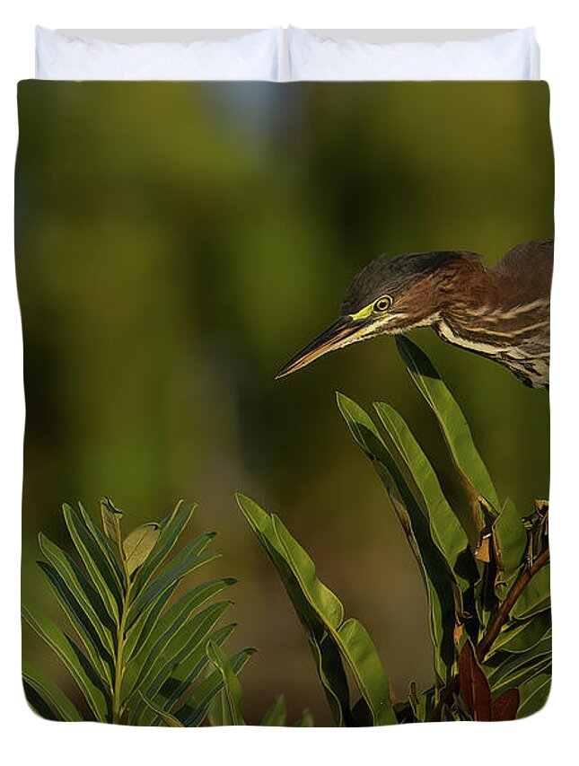 Green Heron Duvet Cover featuring the photograph GH Perched Peering Down by RD Allen
