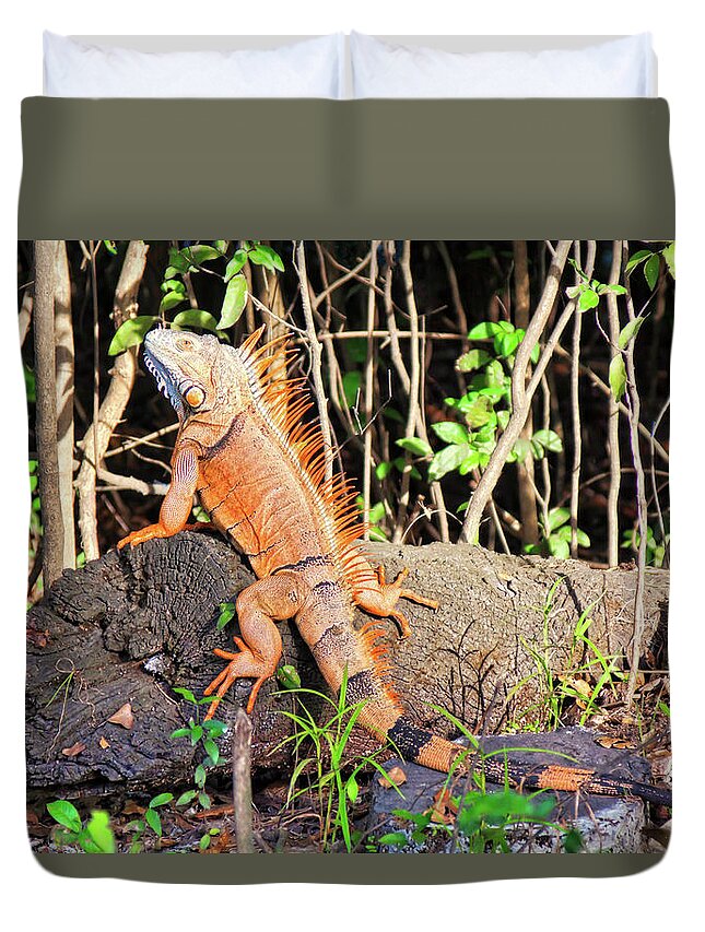 Iguana Duvet Cover featuring the photograph Giant Iguana, Belize by Tatiana Travelways