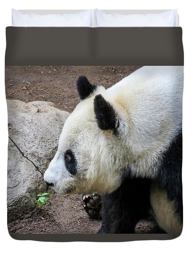 Animals Duvet Cover featuring the photograph Giant Panda 2 by Dawn Richards
