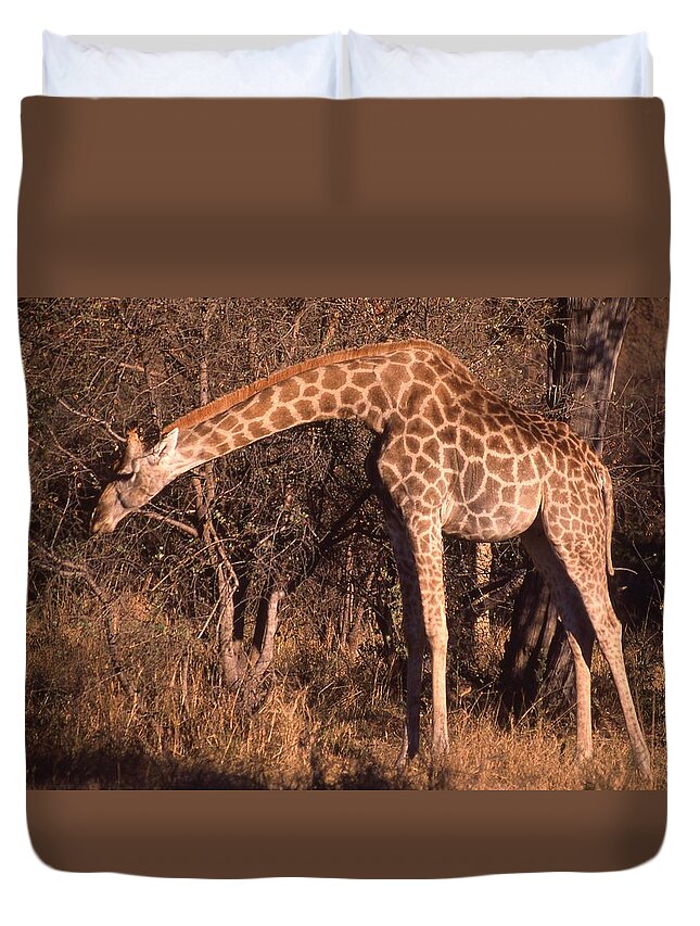 Africa Duvet Cover featuring the photograph Giraffe Eating Too by Russel Considine