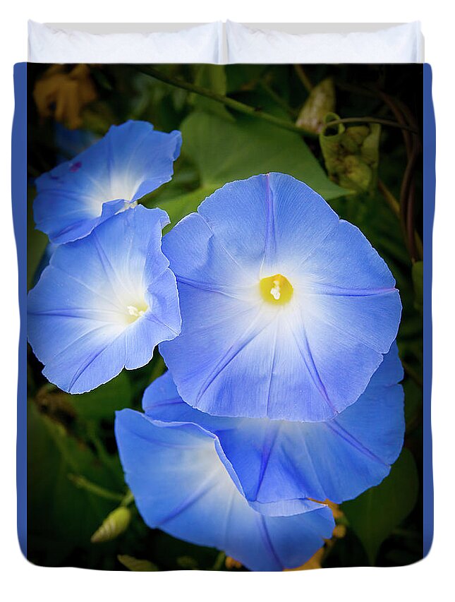 Blue Duvet Cover featuring the photograph Glorious Blue Morning Glory by Jeff Folger