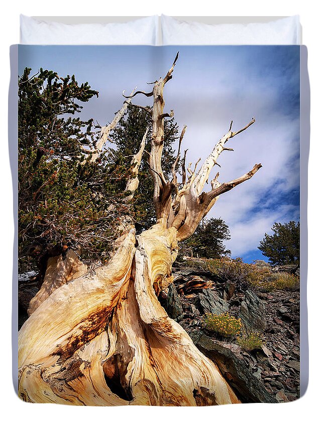 Bristlecone Pine Duvet Cover featuring the photograph Gnarled and Alive by Ryan Huebel