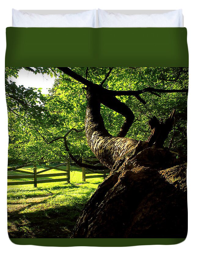 Afternoon Sun Duvet Cover featuring the photograph Gnarled Tree and Rustic Fence in Golden Hour by Steve Ember