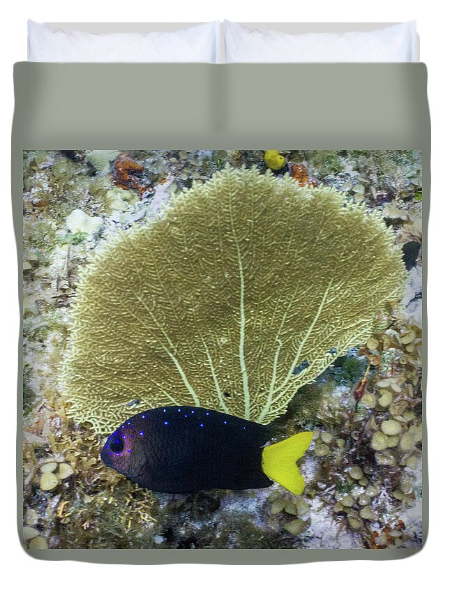 Animals Duvet Cover featuring the photograph Go Gorgonian by Lynne Browne
