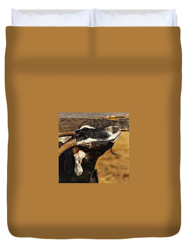 Goat Horns Fence Wood Close Duvet Cover featuring the photograph Goat by John Linnemeyer