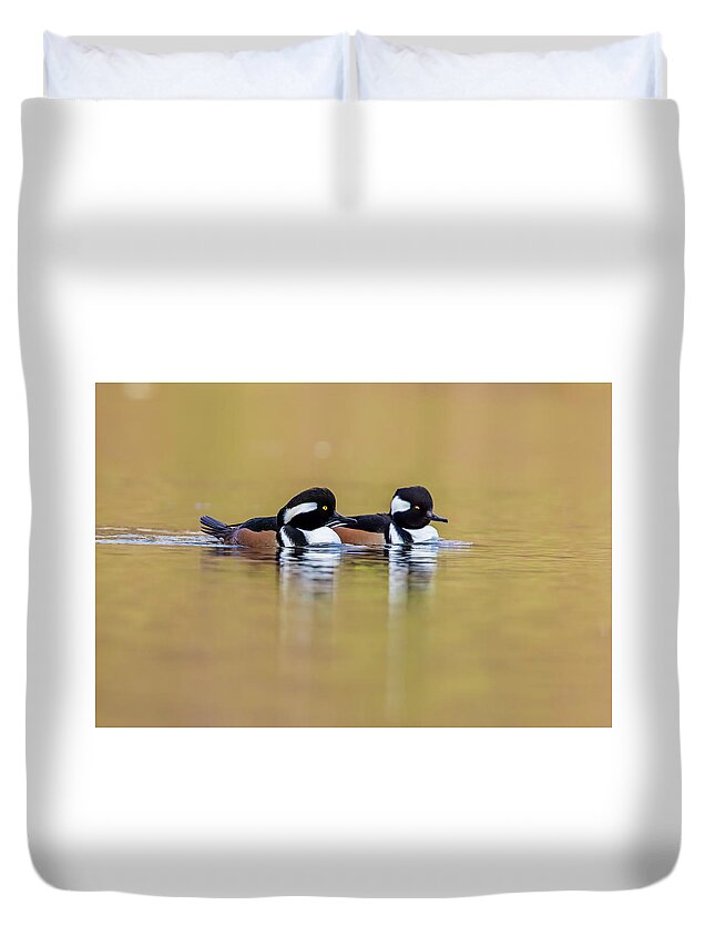 America Duvet Cover featuring the photograph Golden Mergansers by Mircea Costina Photography