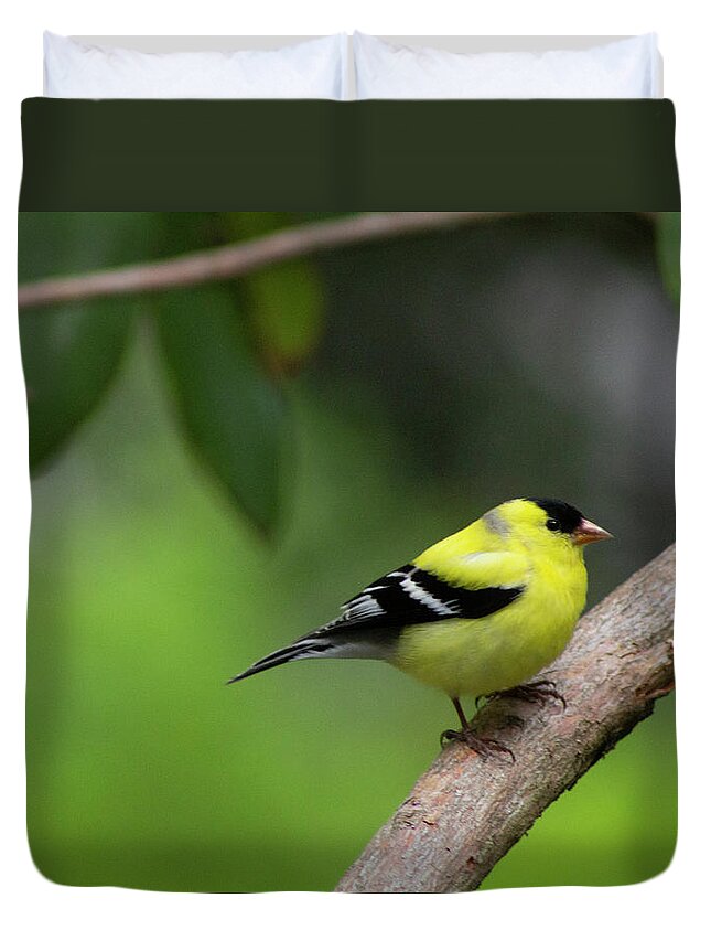 Bird Duvet Cover featuring the photograph Goldfinch by Geoff Jewett