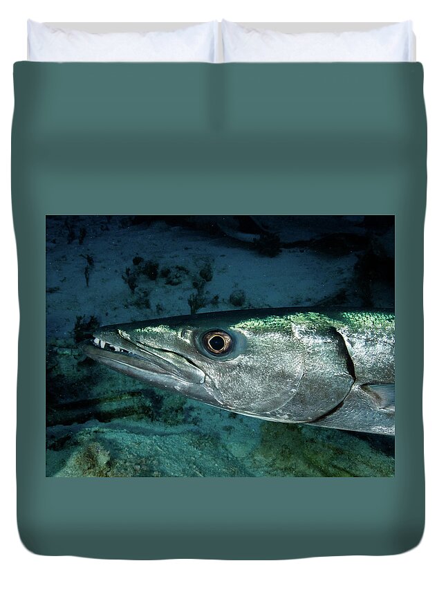 Barracuda Duvet Cover featuring the photograph Great Barracuda by Brian Weber