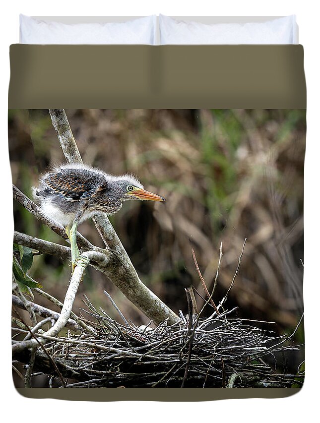 Gary Johnson Duvet Cover featuring the photograph Great Blue Heron Fledgling by Gary Johnson