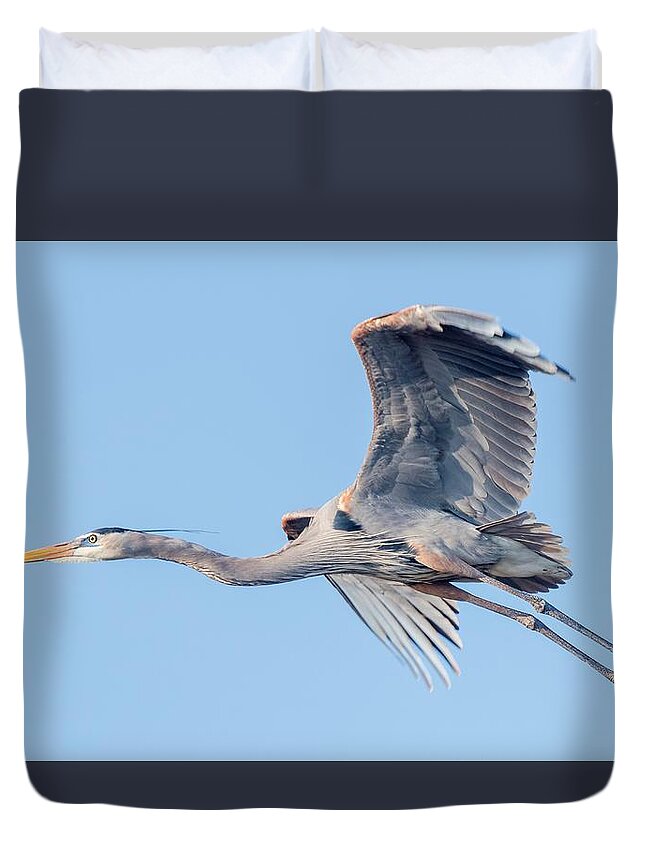 Great Blue Heron Duvet Cover featuring the photograph Great Blue Heron Flying with its Wings Spread by Puttaswamy Ravishankar