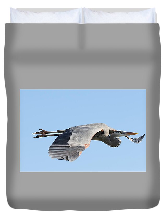 Great Blue Heron Duvet Cover featuring the photograph Great Blue Heron in Flight by Mingming Jiang
