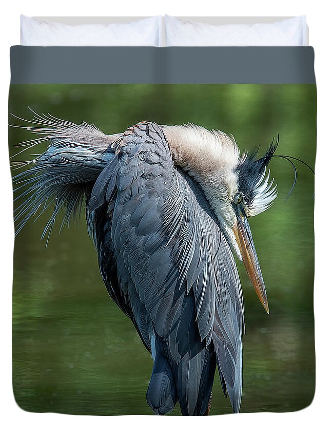 Nature Duvet Cover featuring the photograph Great Blue Heron Preening DMSB0155 by Gerry Gantt