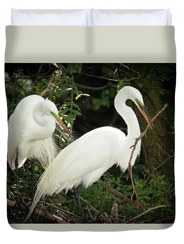 Wildlife Duvet Cover featuring the photograph Great Egret Pair Nest Building by Kristia Adams