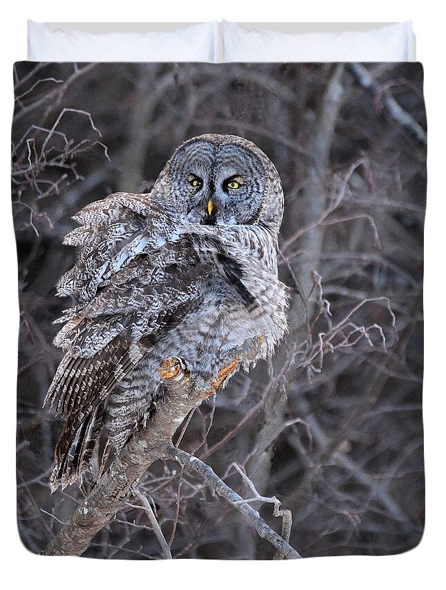 Great Gray Owl Duvet Cover featuring the photograph Great Gray Owl in New Hampshire by Steve Brown