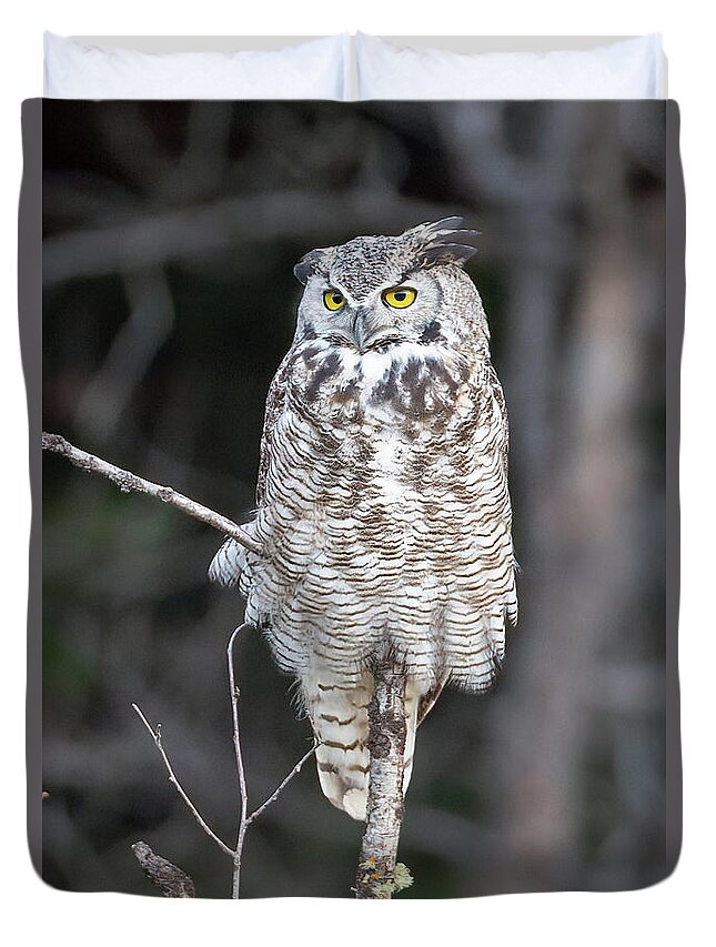 Great Horned Owl Duvet Cover featuring the photograph Great Horned Owl by Jack Bell