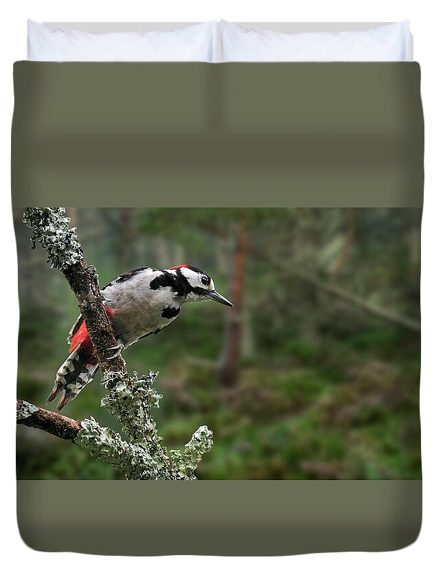 Great Spotted Woodpecker Duvet Cover featuring the photograph Great Spotted Woodpecker in Pine Forest by Arterra Picture Library