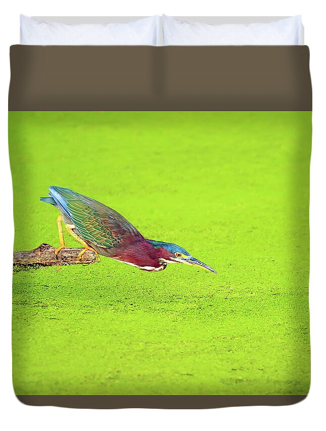 Green Heron Duvet Cover featuring the photograph Green Heron Ready to Strike by Shixing Wen