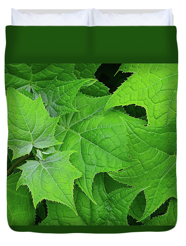 Maple Duvet Cover featuring the photograph Green maple leaves by Bernhard Schaffer