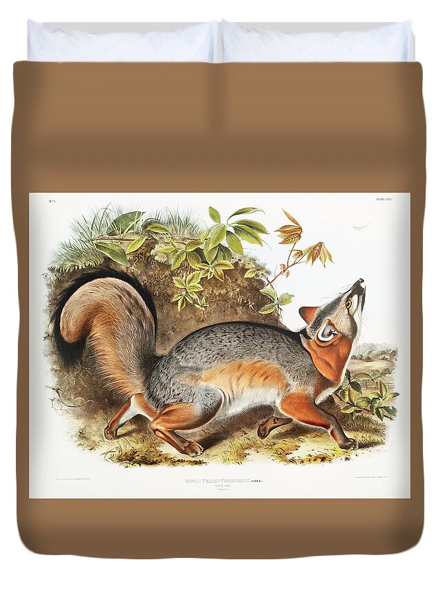 America Duvet Cover featuring the mixed media Grey Fox. John Woodhouse Audubon by World Art Collective