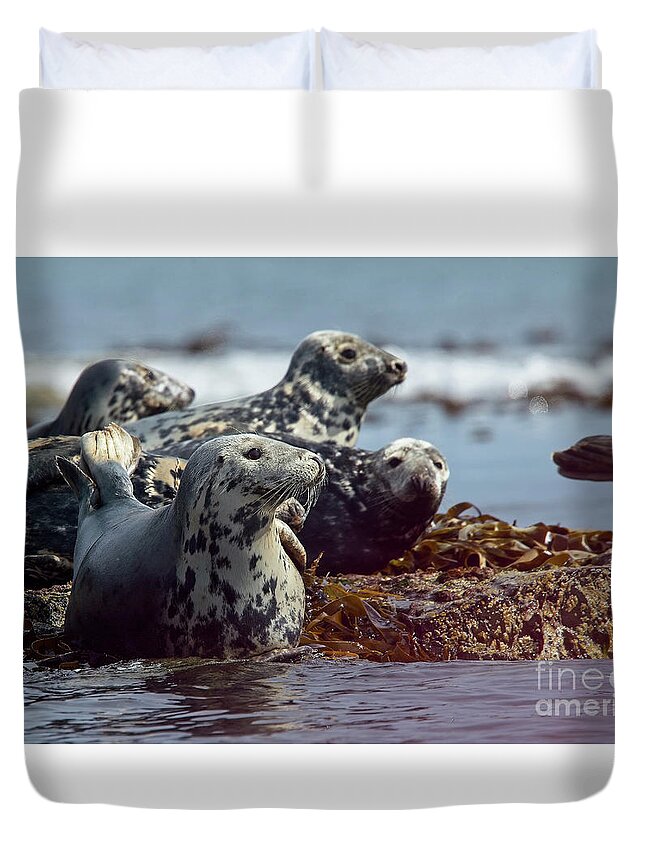 Grey Seal Duvet Cover featuring the photograph Grey Seals, Farne Islands, UK. by Tony Mills