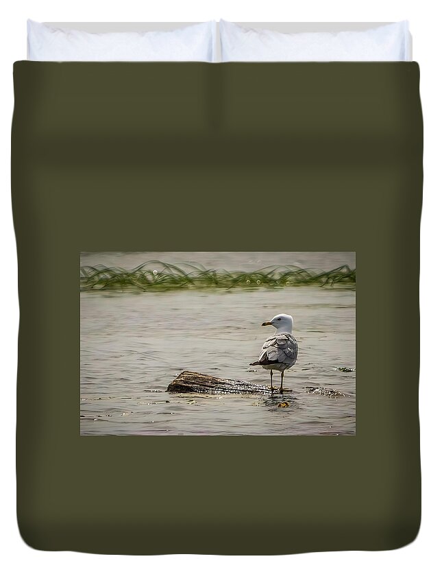 Bird Duvet Cover featuring the photograph Gull Standing on Floating Log by Patti Deters