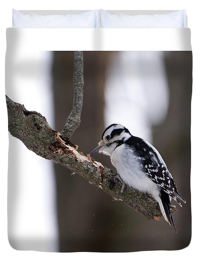 Bird Duvet Cover featuring the photograph Hairy Woodpecker Pecking by Flinn Hackett