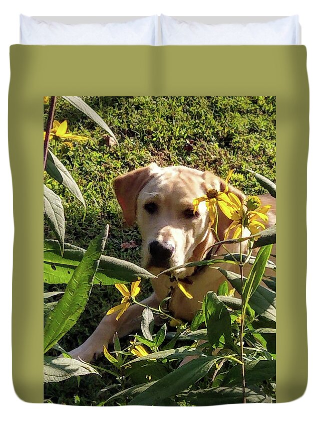 Yellow Lab Duvet Cover featuring the photograph Hanging with the Maxamillians by Kim Galluzzo Wozniak