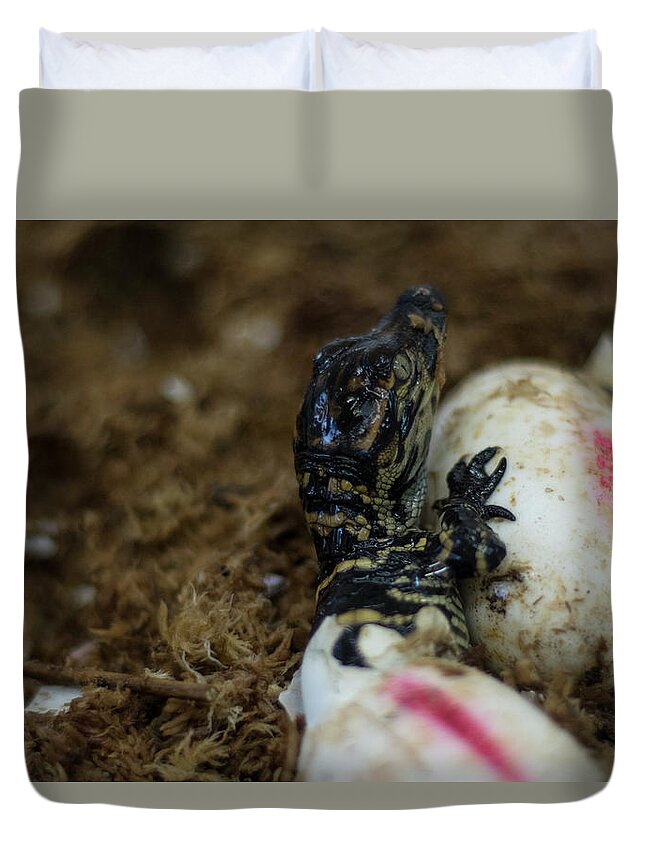 Alligator Duvet Cover featuring the photograph Hatchling Alligator by Carolyn Hutchins